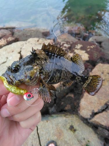 ムラソイの釣果