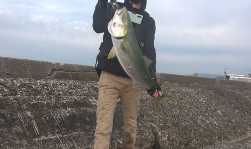 ブリの釣果