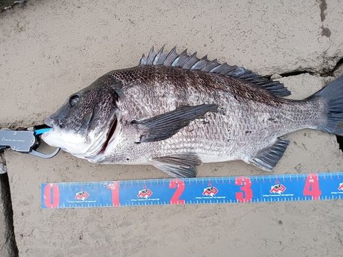 チヌの釣果