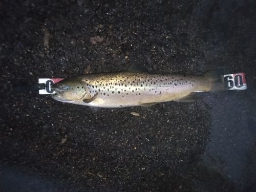 ブラウントラウトの釣果