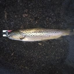 ブラウントラウト