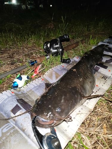 釣果