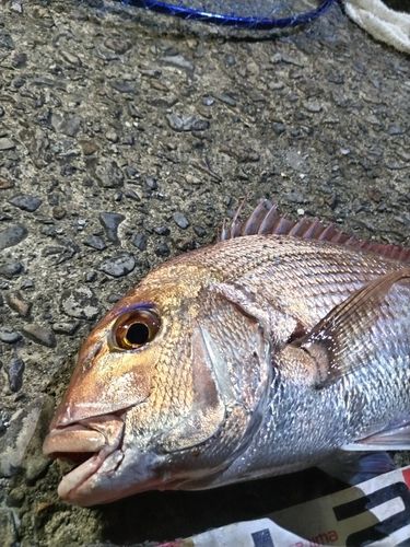 マダイの釣果
