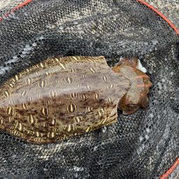 モンゴウイカ