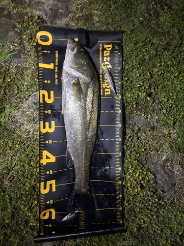 スズキの釣果