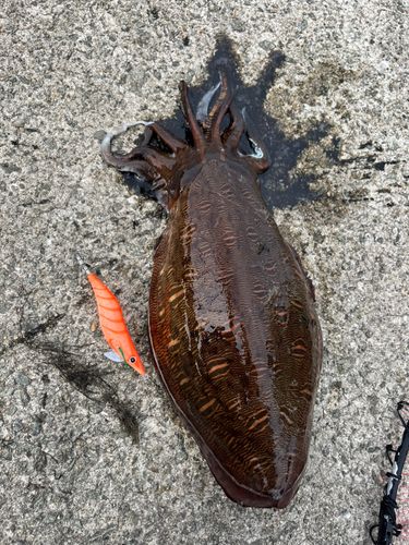 コウイカの釣果