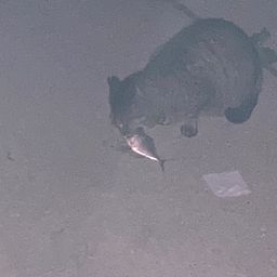 アジ
