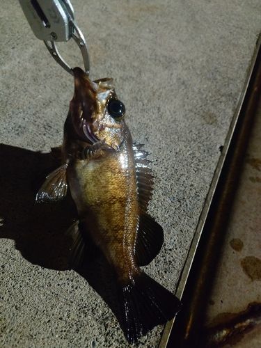 アカメバルの釣果