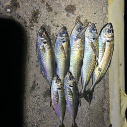 アジ
