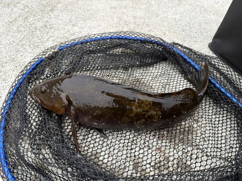 アイナメの釣果