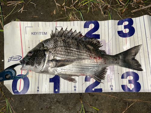 クロダイの釣果