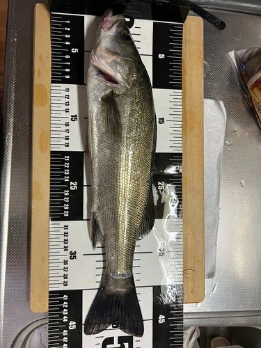 シーバスの釣果