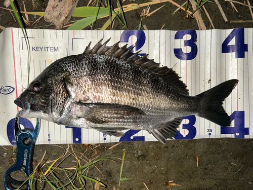 クロダイの釣果
