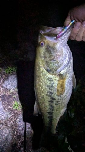 ラージマウスバスの釣果