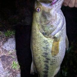 ラージマウスバス