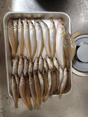 キスの釣果