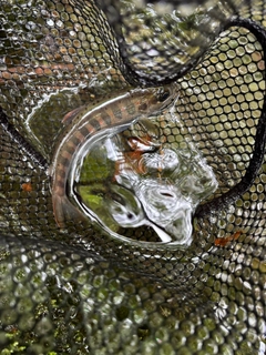 アマゴの釣果