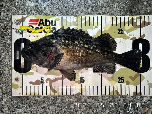 クロソイの釣果