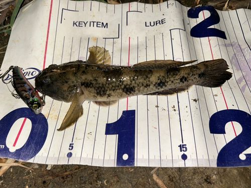 ウロハゼの釣果
