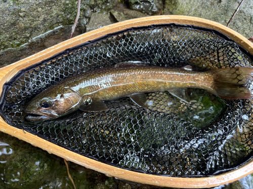 ニッコウイワナの釣果