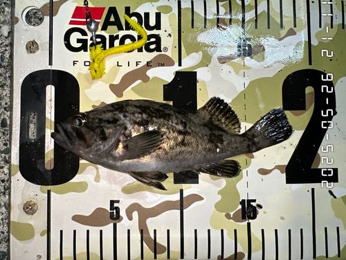 クロソイの釣果