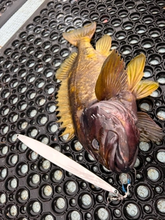 アオソイの釣果