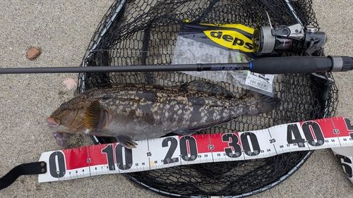 アイナメの釣果