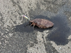 コウイカの釣果