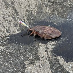 コウイカ