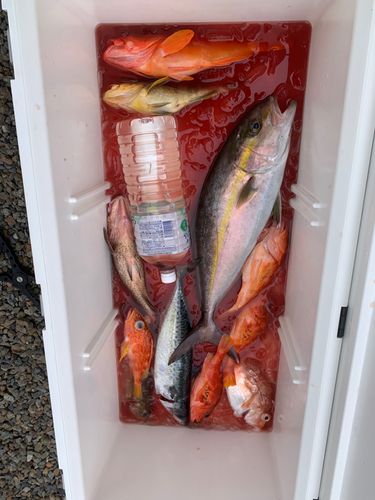 カンパチの釣果