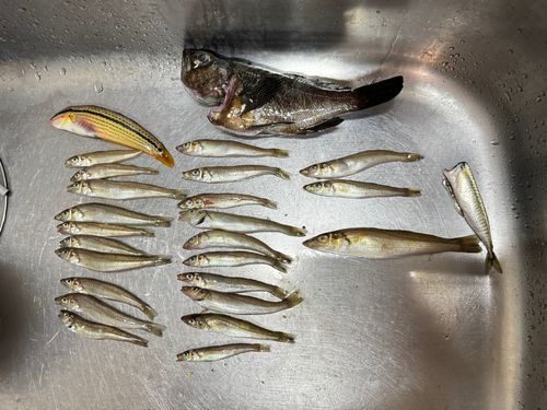 シロギスの釣果