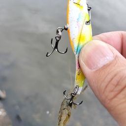 テナガエビ