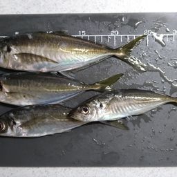 アジ