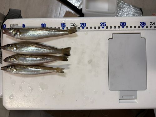 シロギスの釣果