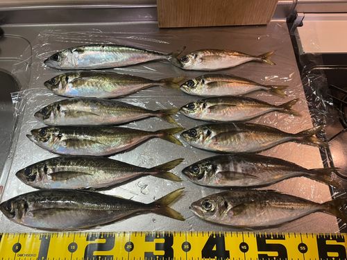 マアジの釣果
