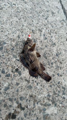 クロソイの釣果