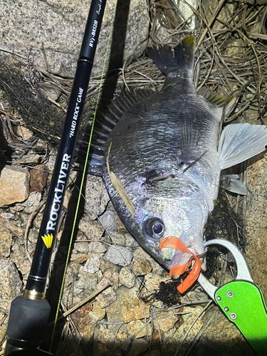 キビレの釣果