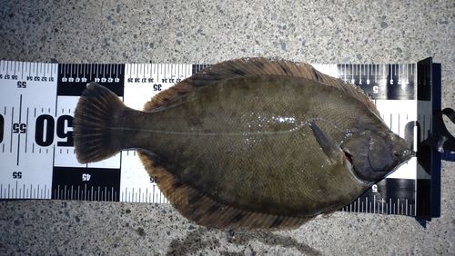 カレイの釣果