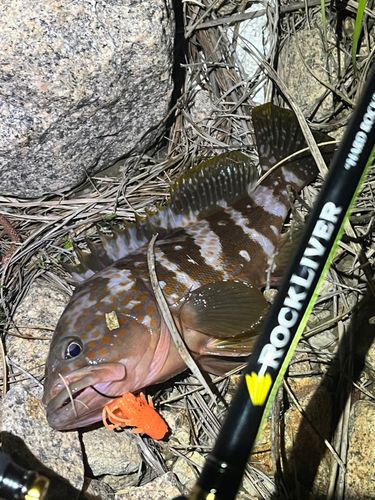 アコウの釣果