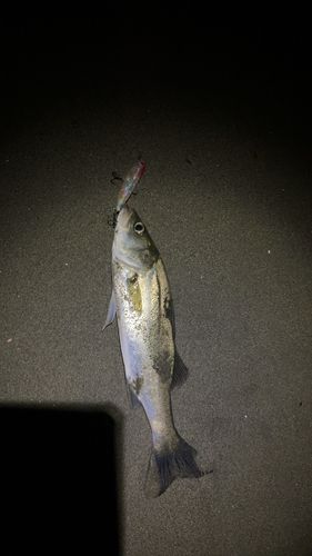 セイゴ（マルスズキ）の釣果