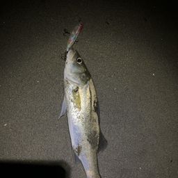 セイゴ（マルスズキ）