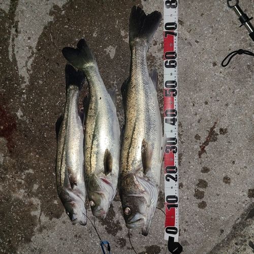 シーバスの釣果