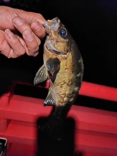 アカメバルの釣果