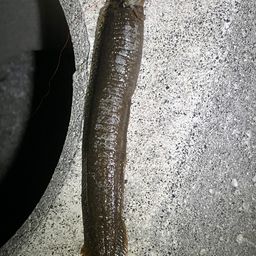 ダイナンギンポ