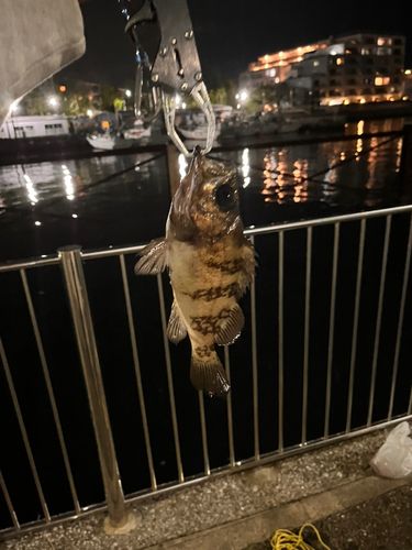 クロメバルの釣果