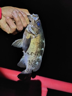 クロメバルの釣果