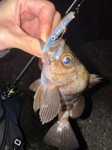 メバルの釣果