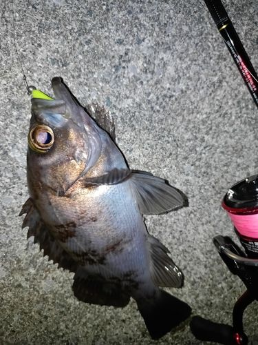 メバルの釣果