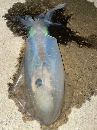 アオリイカの釣果