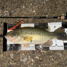 ラージマウスバス